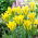 Tulipano giallo Springgreen - Confezione XL - 50 pz