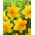 Bright Jewel narciso - 5 pz