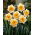 Narcis Love Call - 5 ks