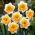 Narcis Love Call - 5 ks