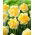 Narcis Progress - 3 ks