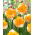 Swirl daffodil - 3 pcs