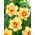 Innovator daffodil - 3 pcs