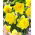 Tvillingblomst påskelilje - XXXL pakke 250 stk.
