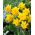 Van Sion Narzisse - 5 Stk - 