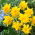 Van Sion Narzisse - 5 Stk - 
