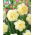 White Surprise daffodil - 5 pcs