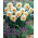 Narciso Delta - pacote XL - 50 unid.