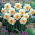 Narciso Delta - pacote XL - 50 unid.