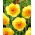 Modern Art narcis - XXXL pak 250 st - 