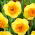 Moderne kunst narcis - 5 stuks - 