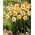 Altruist narcis - 5 kosov
