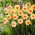 Altruist narcis - 5 kosov