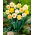 Selection de jonquilles a fleurs doubles - pack XXXL 250 pcs