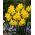 Golden Carpet daffodil - 5 pcs