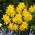 Golden Carpet daffodil - 5 pcs