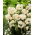 Erlicheer narcis - XXXL pak 250 st - 