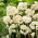 Erlicheer narcis - XXXL pak 250 st - 