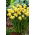 Spring Sunshine påsklilja - XXXL förpackning 250 st