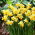 Spring Sunshine påsklilja - XXXL förpackning 250 st