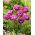 Blue Diamond tulip - XL pack - 50 pcs