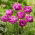 Blue Diamond tulip - XL pack - 50 pcs