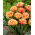 Tulipa de Brisbane - 5 unidades