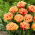 Brisbane tulip - XXXL pack  250 pcs
