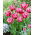 Tulipano Columbus - 5 pz