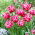 Tulipano Columbus - Confezione XL - 50 pz