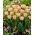 Creme Upstar tulip - 5 pcs