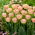 Creme Upstar tulip - 5 pcs