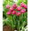 Pink Cameo tulip - 5 pcs