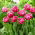 Pink Cameo tulip - 5 pcs