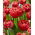 Qatar tulip - XL pack - 50 pcs