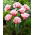 Queensland tulp - XL verpakking - 50 st - 