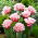 Queensland tulip - 5 pcs