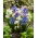 Selezione del colore della squill alpina - 10 pezzi; scilla a due foglie