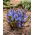 Cebolla alpina azul - Paquete XXXL - 500 piezas; cebolla albarrana de dos hojas