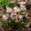 Scilla rosa alpina - Confezione XXXL - 500 pz; scilla a due foglie