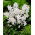 Tubergeniana Mischchenko squill, Scilla mischtschenkoana - XL-pack - 50 st; tidig squill