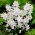Tubergeniana Mischchenko squill, Scilla mischtschenkoana - XL-pack - 50 st; tidig squill