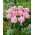 Cairns tulip - XXXL pack  250 pcs
