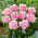 Cairns tulip - 5 pcs