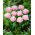 Perth tulip - 5 pcs