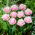 Perth tulip - 5 pcs