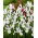 Alaska Dutch iris - XXXL pack - 500 pcs