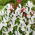 Alaska Dutch iris - XXXL pack - 500 pcs