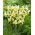Montecito Dutch iris - XXXL pack - 500 pcs