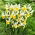 Montecito Dutch iris - XXXL pack - 500 pcs